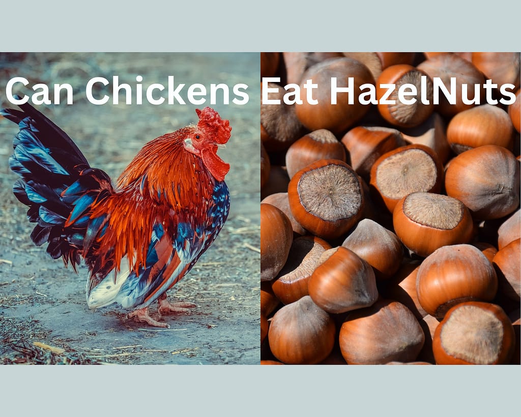 Can Chickens Eat Hazelnuts