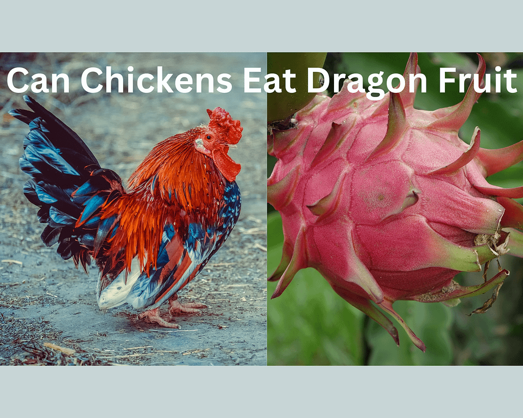 Can Chickens Eat Dragon Fruit? Guide2Chickens