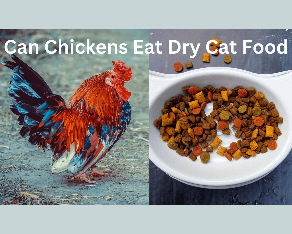 Can Chickens Eat Dry Cat Food Guide2Chickens