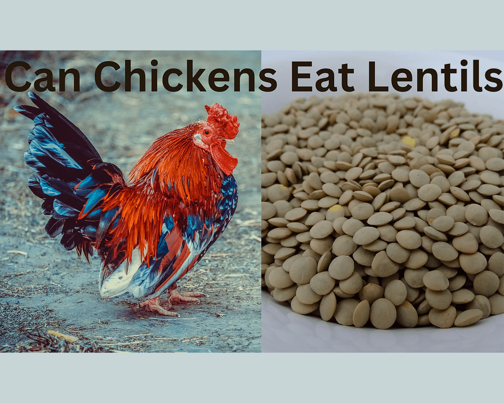 Can Chickens Eat Lentils? Organic Vegan SuperFoods