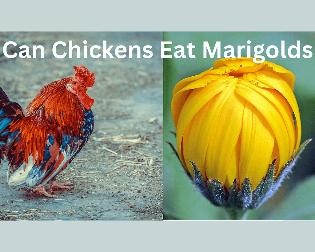 can-chickens-eat-marigolds-pros-and-cons-guide2chickens