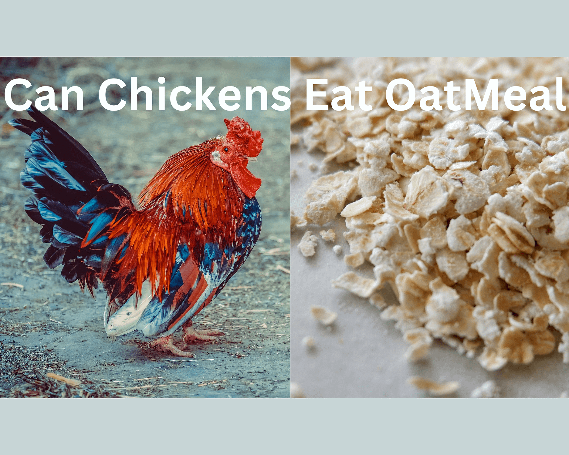 Can Chickens Eat OatMeal? The truth about this versatile grain