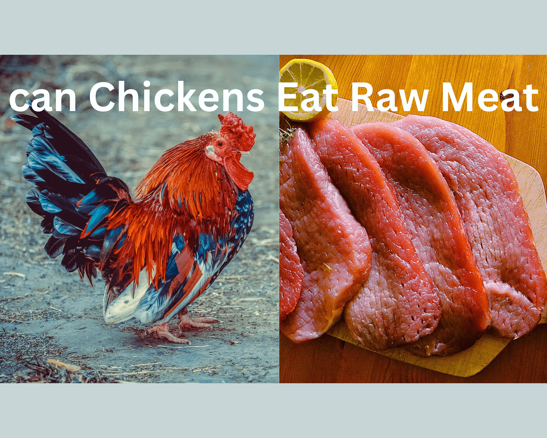 Can Chickens Eat Raw Meat? Guide2Chickens